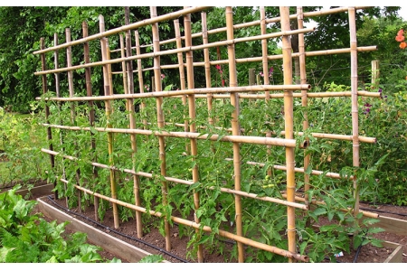 ΚΑΛΑΜΙΑ BAMBOO ΦΥΤΩΡΙΟΥ ΔΕΜΑ 50ΤΜΧ O22-26mm